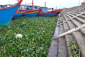 Cây lục bình dạt vào cảng cá Cửa Só dày đặc