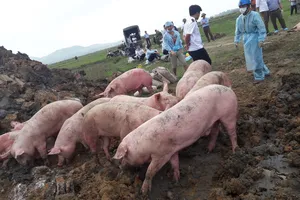Cơ quan chức năng tiến hành tiêu hủy heo bị lở mồm long móng