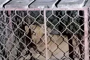 Con chó đã được bắt nhốt lại