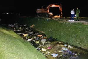 Mẫu xác heo chết vứt trên kênh N9 dương tính với dịch tả heo châu Phi