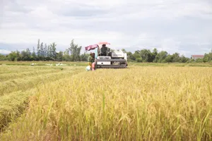 Người dân ở Hà Tĩnh đang gấp rút thu hoạch lúa