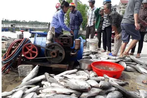 Cá nuôi trong lồng bè bị chết chưa rõ nguyên nhân