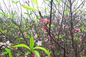 Nắng ấm khiến đào tết nở rộ sớm hơn dự kiến