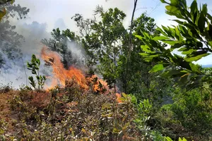 Nắng nóng, gió thổi mạnh, thực bì dày... khiến đám cháy bùng phát trở lại  trên dãy núi Mồng Gà