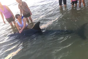 Cá voi được người dân chăm sóc trước khi đưa ra biển khơi