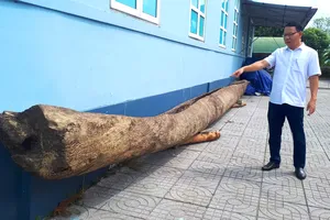 Ông Trần Phi Công, Phó Giám đốc Bảo tàng Hà Tĩnh bên chiếc thuyền độc mộc vừa được di chuyển về bảo tàng để phục vụ công tác nghiên cứu