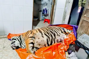 Cá thể hổ nằm bất động