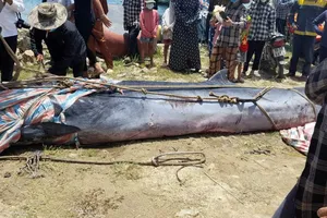 Cá voi được đưa lên bờ