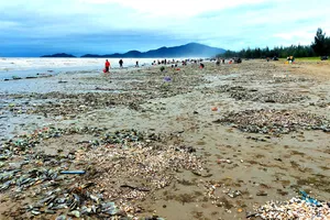 Người dân Hà Tĩnh đổ xô đi nhặt “lộc biển”