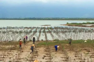 Trồng rừng ngập mặn ven sông cửa biển ở Hà Tĩnh
