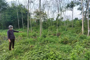 Khu vực điểm tồn lưu hóa chất bảo vệ thực vật giáp ranh giữa thôn Trẫm Bàng và Long Sơn (xã Tân Dân)