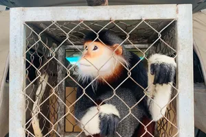 Cá thể voọc chà vá chân nâu quý hiếm