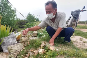 Ông Thạch Hữu Trung (70 tuổi, ở xã Đan Trường) bên một số xác cua đang phân hủy