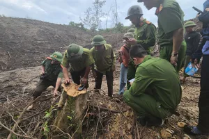 Lực lượng chức năng kiểm tra hiện trường cây gỗ tự nhiên bị khai thác trái phép