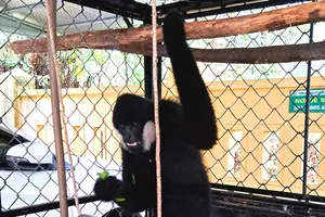 Cá thể vượn đen má trắng