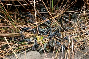 Hà Tĩnh: Sâu róm gây hại khoảng 2.000ha rừng thông 