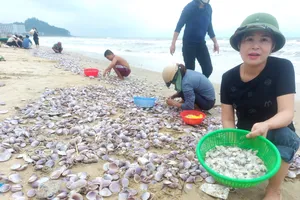 Hà Tĩnh: Sò tấp vào bờ biển dày đặc