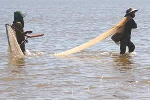 Hà Tĩnh: Người dân đổ xô cào “lộc biển” ốc ruốc sau mưa lũ