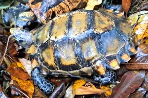 Rùa núi viền quý hiếm được chăm sóc tại Vườn quốc gia Vũ Quang