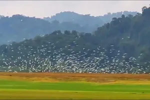 Cò trắng bay dập dìu, chao lượn ở lòng hồ Kẻ Gỗ 