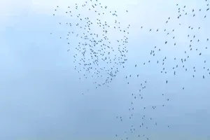 Đàn chim trời cả ngàn con trước khi sà xuống phá ruộng lúa của người dân 