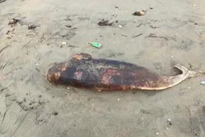 Xác cá chết trôi dạt vào bờ biển xã Xuân Phổ 