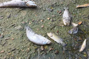 Hà Tĩnh: Cá chết hàng loạt dọc suối Khe Ác chưa rõ nguyên nhân