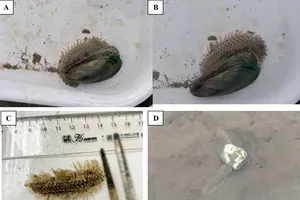 Hình ảnh sâu biển xuất hiện tại bãi nuôi ngao tại Ninh Bình, Quảng Ninh tháng 4-2025. Ảnh: Trung tâm Quan trắc Môi trường và Bệnh thủy sản miền Bắc