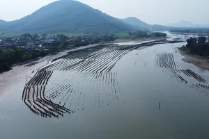 Bãi cọc dày đặc trên lòng sông Rác 