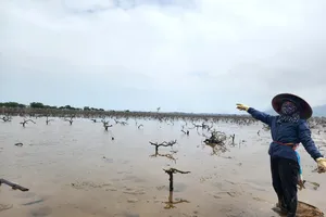 Người dân lo lắng rừng cây ngập mặn chết ở xã Kỳ Hà sẽ để lại nhiều ảnh hưởng trong mùa bão lũ 