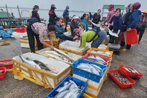 Nhiều hải sản tươi ngon được ngư dân đánh bắt đưa vào cảng cá Cửa Sót 