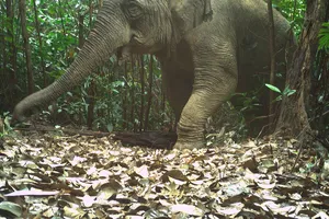 Cá thể voi châu Á tại Vườn Quốc gia Vũ Quang 