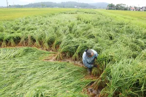 Người dân ở huyện Can Lộc (tỉnh Hà Tĩnh) buộc dựng lúa đổ ngã để giảm thiệt hại 