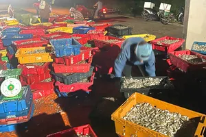 Cá giò được ngư dân đánh bắt và đưa vào tiêu thụ tại bờ biển phường Kỳ Ninh 