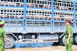 Quá trình kiểm tra, lực lượng chức năng phát hiện trên xe có 180 con heo nhiễm dịch bệnh 