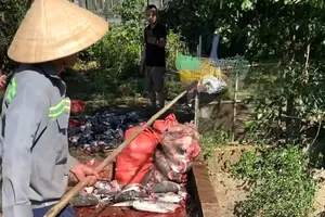 Thời điểm vớt cá lên bờ và cho vào các bao tải đưa đi xử lý, ngày 31-5-2025