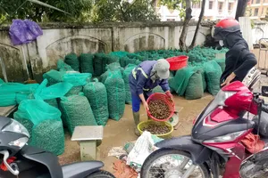 Ốc bươu vàng được nhập cho các đầu mối