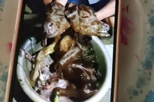 Bê con có 2 đầu dính liền nhau 