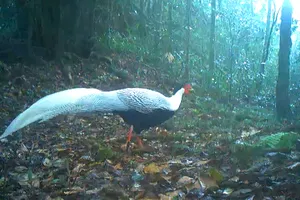 Cá thể gà lôi trắng được ghi nhận ở Vườn quốc gia Vũ Quang 