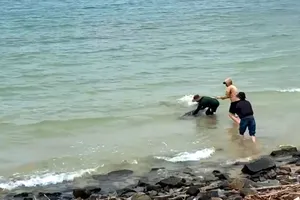 Người dân kịp thời "giải cứu" cá heo bị mắc cạn về biển khơi an toàn 