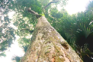 Cây trầm hương cổ thụ tại đền Khoai Vạc ước tính trên 200 năm tuổi 