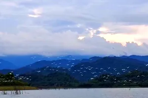 Hàng ngàn cò trắng bay lượn đẹp mắt 