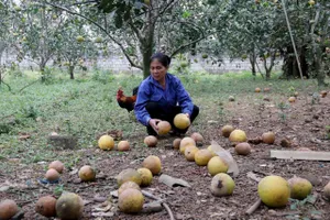 Người dân ở xã Đức Thọ lo lắng quả bưởi Diễn rụng hàng loạt 