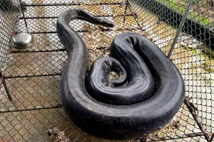 Cá thể trăn đất có trọng lượng 37kg