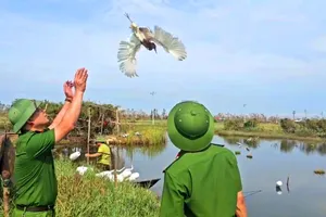Lực lượng chức năng tỉnh Hà Tĩnh tiến hành thả cá thể chim mắc bẫy còn sống về tự nhiên 