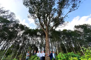 Một trong số những cây dó trầm cổ thụ ở xã Phúc Trạch 