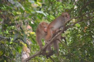 Các cá thể khỉ nhanh chóng thích nghi với tự nhiên sau khi được tái thả