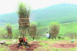 Những gốc đào phai đẹp ở xã Toàn Lưu được khách hàng lựa chọn mua về chơi tết