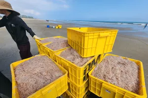 Ngư dân trúng đậm ruốc biển ngày cận tết