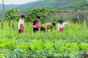 Chăm sóc vườn rau xanh tại Đồn Biên phòng Bản Giàng